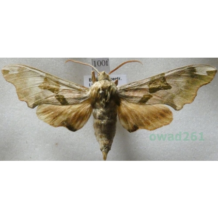 Mimas tiliae (Linnaeus, 1758) Nastrosz lipowiec Czech100f